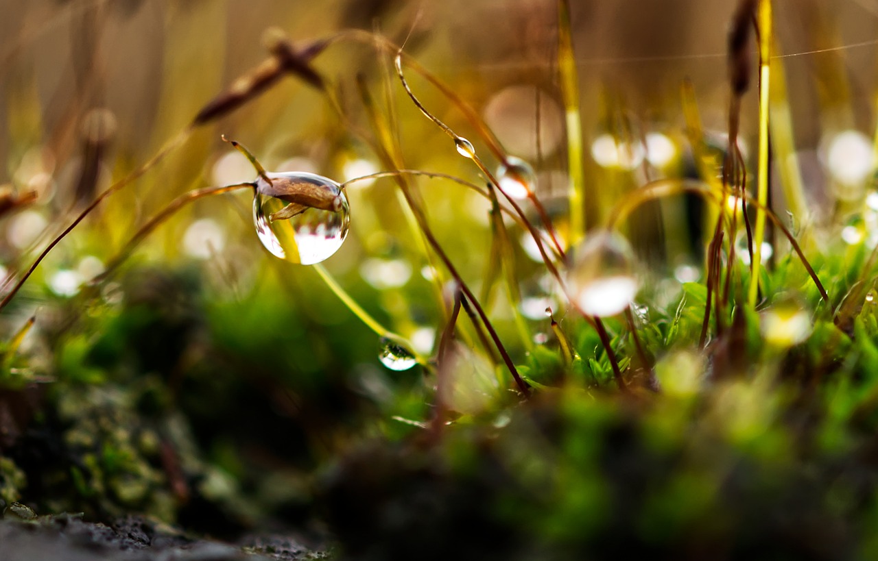 How Forest Gardening Can Help Combat Climate Change